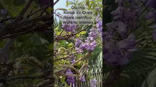 Glicínia A Flor Azul Perfeita para Abelhas 🌸🐝 plantas abelhas abelhastropeiras [upl. by Alaric]