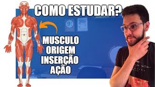 4 Macetes para aprender Origem e Inserção Muscular [upl. by Townie26]