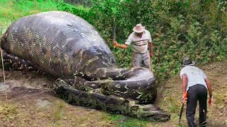 Lo Que Encontraron Dentro De Esta Serpiente Conmocionó Al Mundo Entero [upl. by Jolynn]