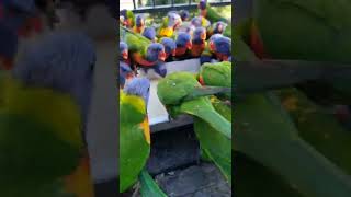 Lorikeet POWWOW🦜🦜🦜🦜🌈📢🙉😋🥰😀 [upl. by Arlyn79]