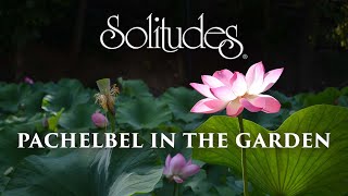 Dan Gibson’s Solitudes  Serenity  Pachelbel in the Garden [upl. by Eidlog]