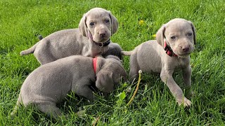 Our Weimaraner puppies walk on grass for the first time [upl. by Farhsa]