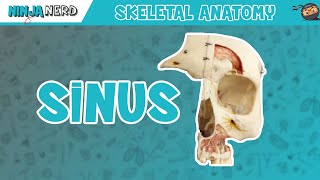 Sinus Skull Anatomy [upl. by Lucia484]