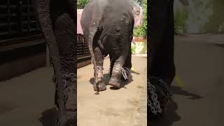 behind the tusker trailplz subscribe for more videos [upl. by Tommi]