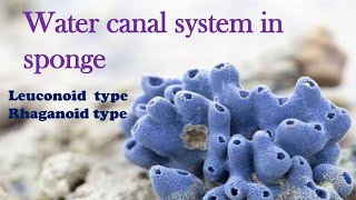 Water Canal System in Sponges Part 2Leuconoid type Rhaganoid type [upl. by Worthington]