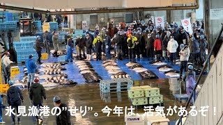 活況！！氷見漁港の”せり”。今年は、早々に「寒ぶり宣言」。寒ぶり豊漁で、市場も盛り上がっています！！ [upl. by Lashonde486]