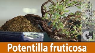 122 Potentilla fruticosa Bonsai Tree Care of a great Flowering Bonsai Trees for Beginners [upl. by Lemon]