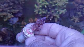 Acropora tenuis blue  Australia 2 coral gandalf [upl. by Haon]