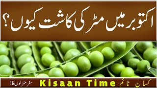 Matar ki kasht matar ki kasht ka time matar ki kasht ka tarika مٹر کی کاشت Kisaan time کسان ٹائم [upl. by Doolittle376]