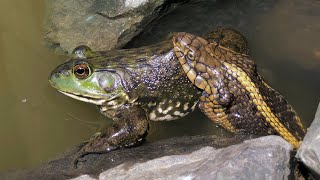 Battle for the Delta  Native Thamnophis Gigas vs Bullfrog  2019 [upl. by Etteneg]