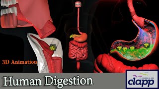 Human Digestive System A quick guide 3D Animation [upl. by Konstance]