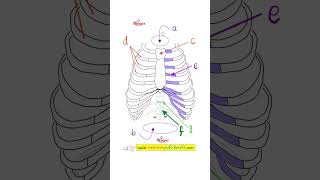 Your Treasure ChestThoracic Cavity  Anatomy Quiz 16 [upl. by Drawdesemaj]