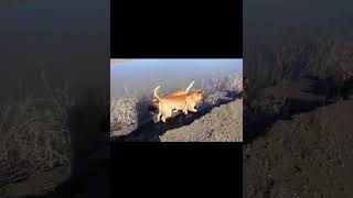 Boerboel jumps into River😳❤️😂 boerboel boerboels boerboeldog boerboelbreeders [upl. by Einad]