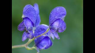 Amazing Blue Monkshood [upl. by Ameh]