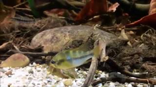 Mikrogeophagus ramirezi wild from Colombia [upl. by Whitcomb831]