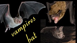 vampire bat documentary [upl. by Anilrac]