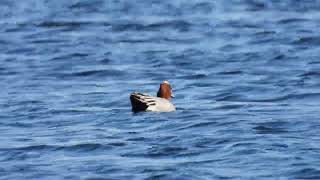 Eurasian Wigeon Fischione Anas penelope [upl. by Randee]