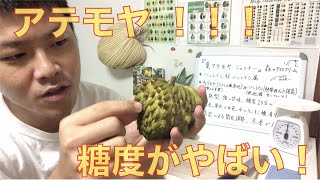 【驚愕】夏秋アテモヤ！糖度はなんと驚きの！！？食レポと解説も！Atemoya [upl. by Ennayhc]