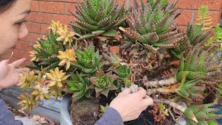 🇭🇲 My 20 years old cactus trimming disease leafs from peach and nectarine treegardening [upl. by Bonilla]