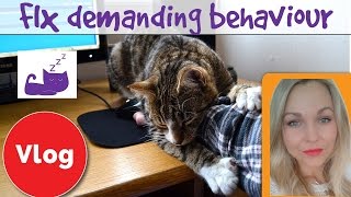 How to fix demanding cat behaviour [upl. by Asit804]