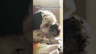 Dogs shock at owners fartfunny dog [upl. by Vera]