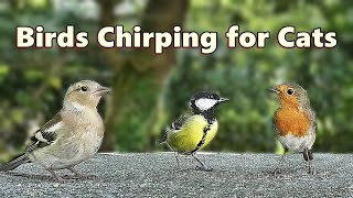 Cat TV  Birds Chirping for Cats Fun ⭐ 8 HOURS ⭐ [upl. by Ahsilem53]