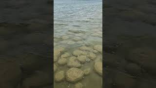 Lake Clifton and stromatolites in Western Australia stromatolites nature westernaustralia [upl. by Laemaj]