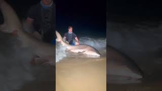 Catching A Big Sand Tiger Shark Off The Beach sharkfishing sharklife fishing giantfish lbsf [upl. by Siusan]