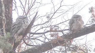 Australian Tawny Frogmouth Owl call amp mating [upl. by Sonstrom155]