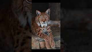 What a Bobcat sounds like Bobcat Lynx Cats [upl. by Rosalynd]