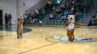 THE Mascot Dance Off Original Cat vs Dog [upl. by Adaner568]