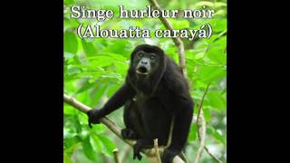 Singe Hurleur Alouatta Carayá [upl. by Silevi]