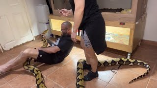 Final video of my HUGE reticulated python and treatment 🏥⛑️ [upl. by Daisey]