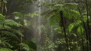 Immerse in Nature Soothing Forest and Water Sounds [upl. by Katrina]