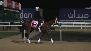 Dubai World Cup Morning Training March 23 2017  Part 2 [upl. by Ardnaek]