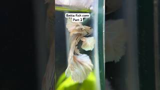 Betta Fish Care Part 2 [upl. by Antebi]