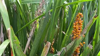 Lomandra longifolia [upl. by Ellivnarg382]