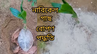 নারিকেল গাছ রোপণ পদ্ধতি  নারিকেল গাছ লাগানোর নিয়ম  How to plant coconut tree in pot [upl. by Alemrac]