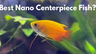 Honey Gourami care guide for beginners [upl. by Froh44]