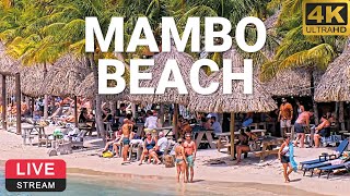 LionsDive Beach Resort  Mambo Beach  Curaçao 🌴💦 PTZ 4K LIVE WEBCAM [upl. by Glinys]