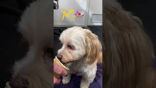 Cavoodle eating dog yogurt [upl. by Emersen222]