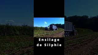 Ensilage de Silphie farming agriculture agri machine harvest ensilage silphie [upl. by Terri]