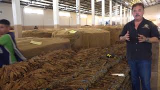 Nick Perdomo Explains the Process of Fermenting Tobacco in a quotPilonquot [upl. by Vickie]