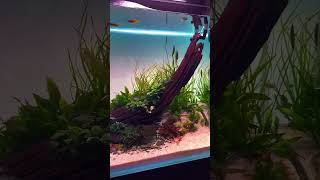 Pleco fishes driftwood making natural aquarium 😊aquascape natureaquarium [upl. by Vevay]