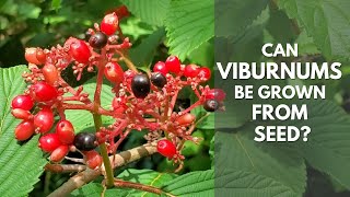 Collecting Berries and Starting Viburnums from Seeds [upl. by Nagirrek]