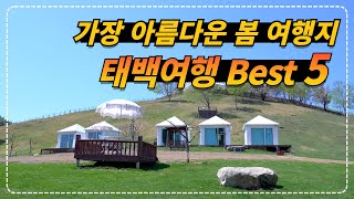 대한민국에서 봄을 가장 늦게까지 기억하는 아름다운 봄 여행지 태백 best5 태백천상의산나물축제 [upl. by Nannette216]