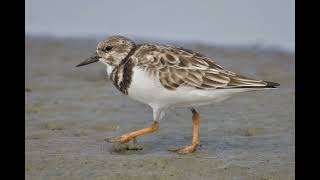 Nature Nugget South Padre Island Mudflats [upl. by Annaerb]