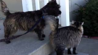 Cairn Terrier puppy plays with cat [upl. by Yolane]