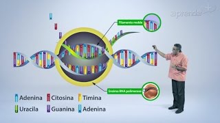 Biologia  DNA  Parte 22 [upl. by Mezoff]