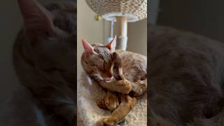 Gucci the Savannah king grooming 🥰 💙 Red Savannah Cat SBT cutekittenvideos [upl. by Magavern]